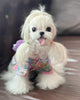 Introducing the TaniWina Hydrangea Pattern Pet Kimono for Small Dogs