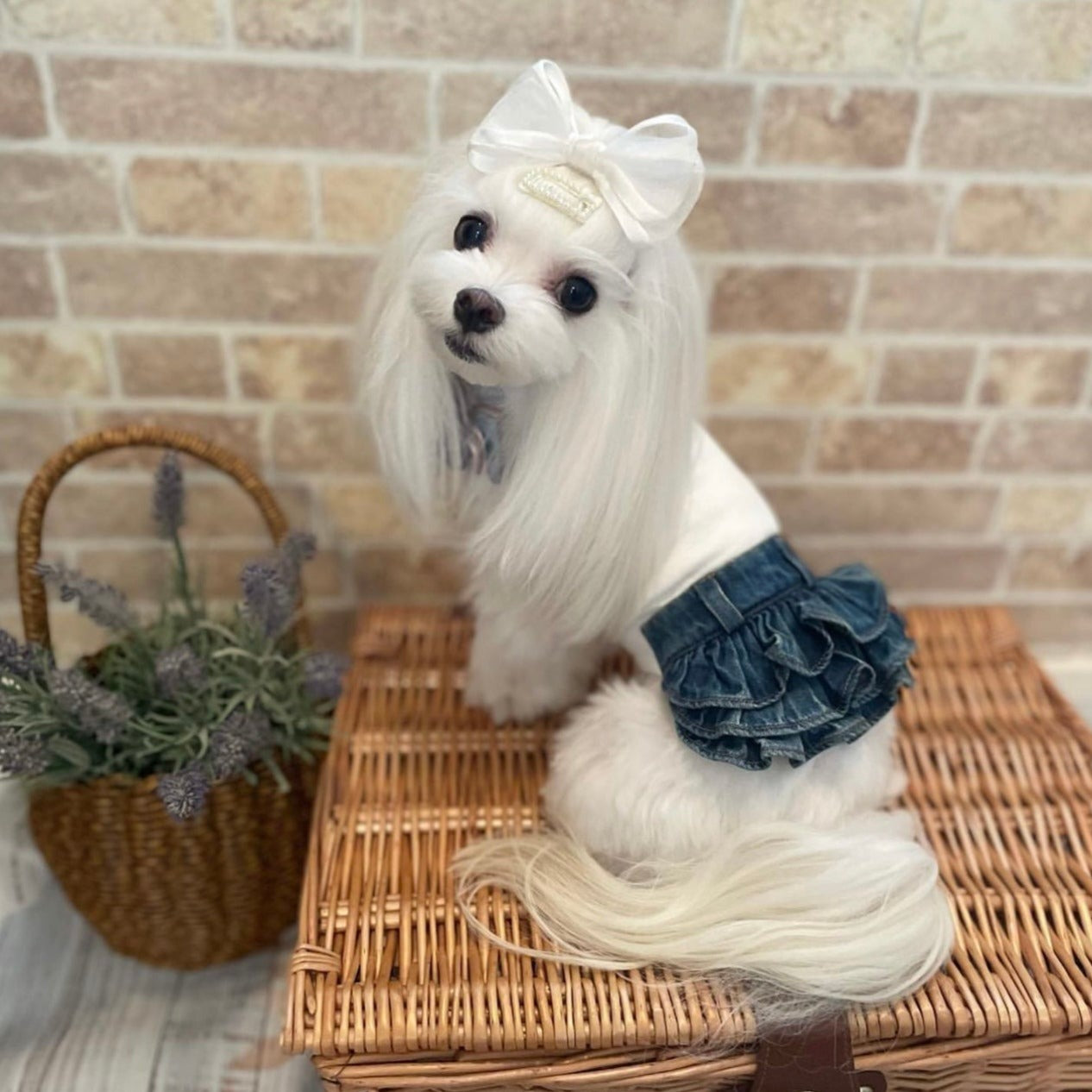 TaniWina Pet Clothing Cotton Bottoming Denim Cake Skirt for Small Dog