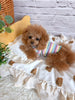TaniWina Cozy Rainbow Stripe Puppy Turtleneck Shirt