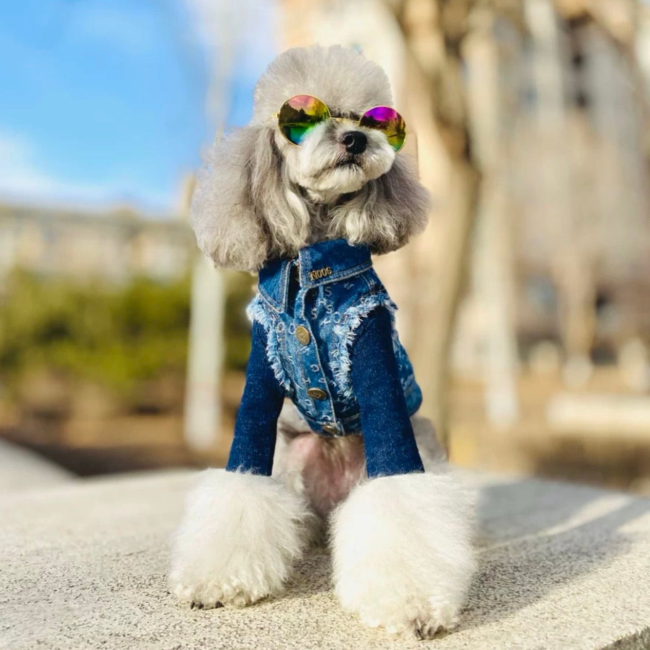 TaniWina Pawshion Petite Denim Vest-Coat: Chic Comfort for Small Paws ...
