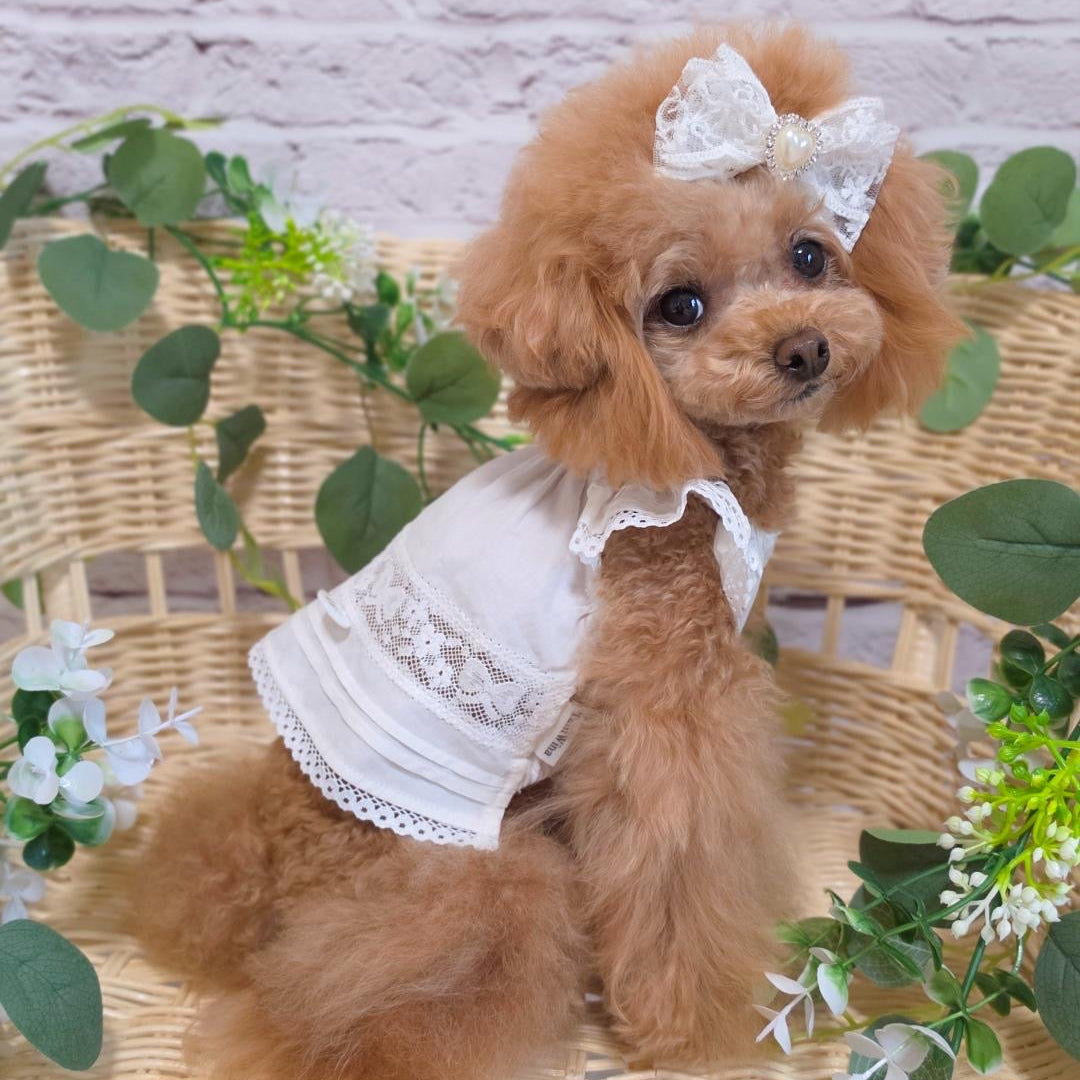 TaniWina レースブロッサム プリンセスシャツ｜小型犬用 レース