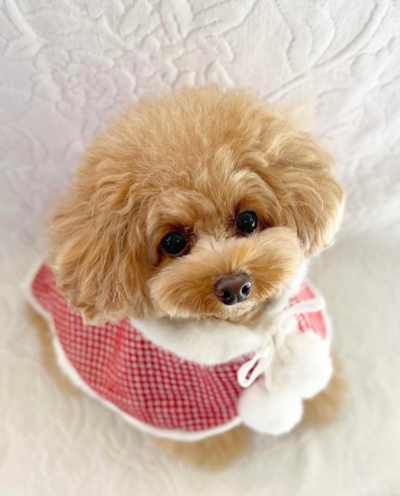 TaniWina Cute Red Dress with Hat Dog Clothes Christmas Set