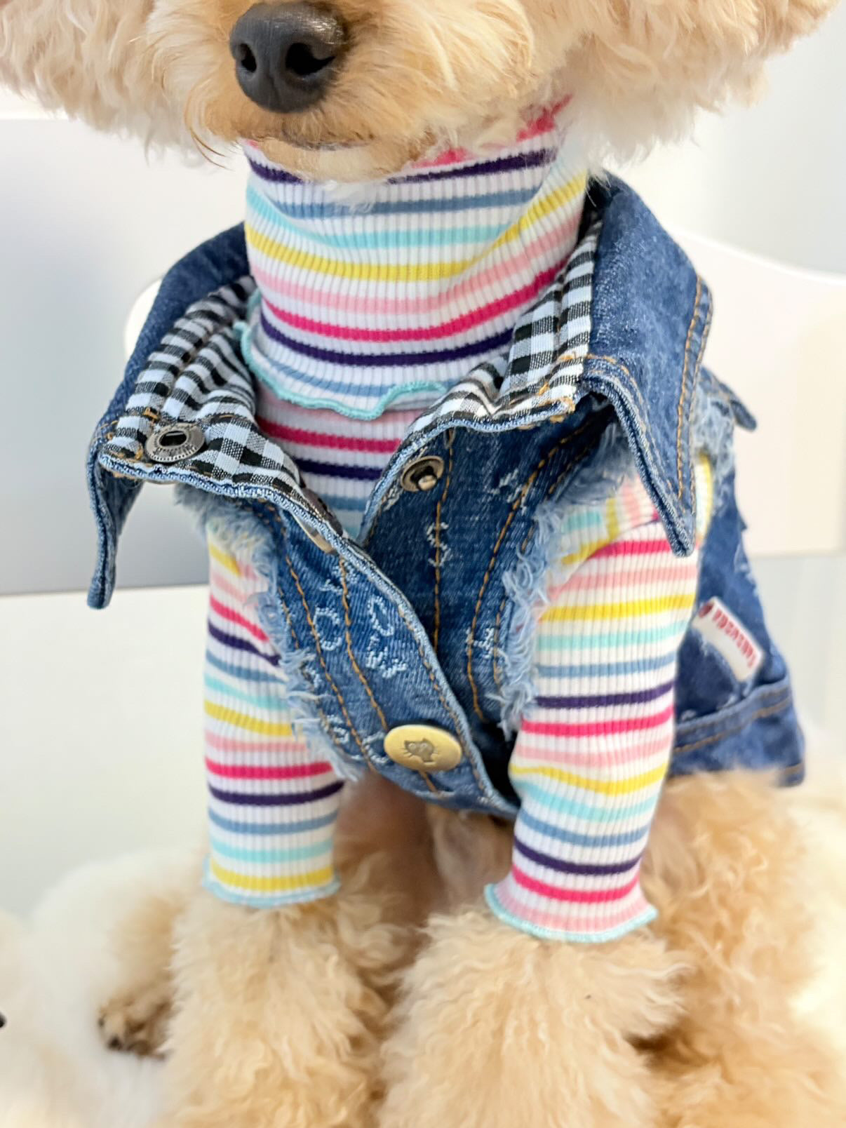TaniWina Pawshion Petite Denim Vest-Coat: Chic Comfort for Small Paws