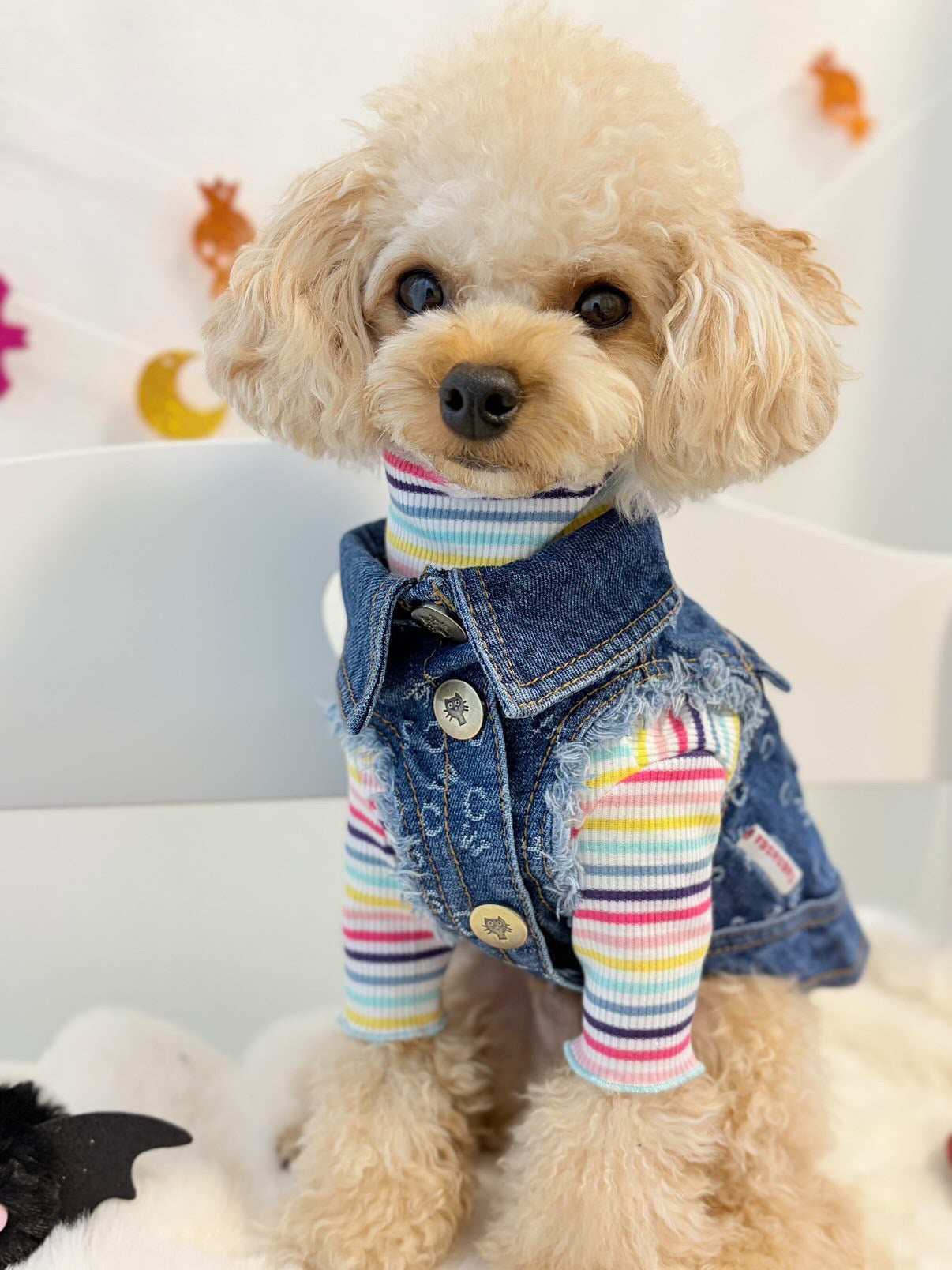 TaniWina Pawshion Petite Denim Vest-Coat: Chic Comfort for Small Paws