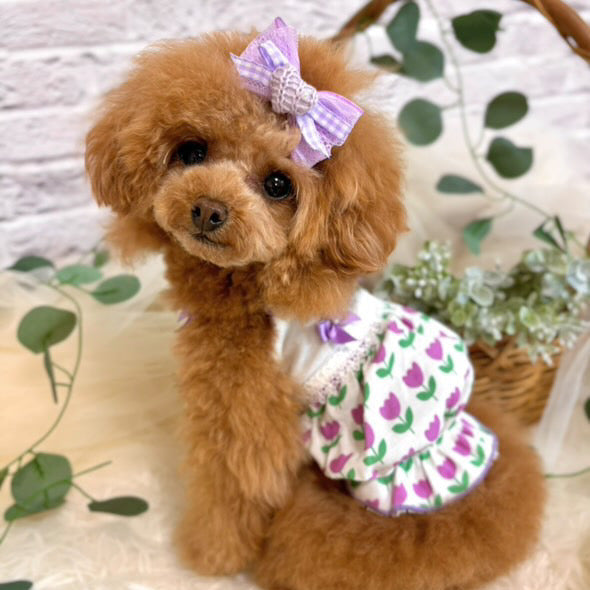 princess dress for dogs Amazon.com: Rubies Princess Pet Costume for Dogs or Cats, XL : Pet Supplies