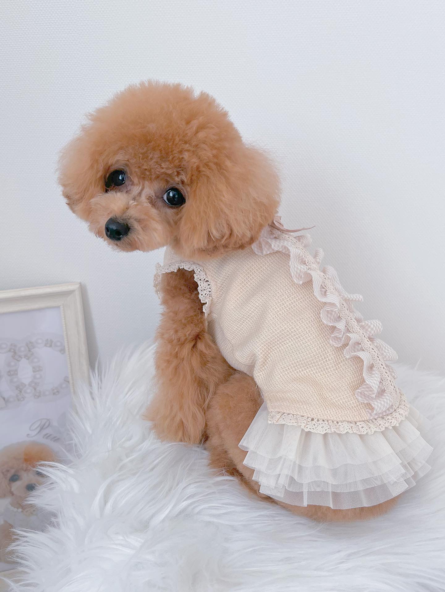 TaniWina Pet Ballet Tutu Skirt: Graceful Elegance for Small Dogs