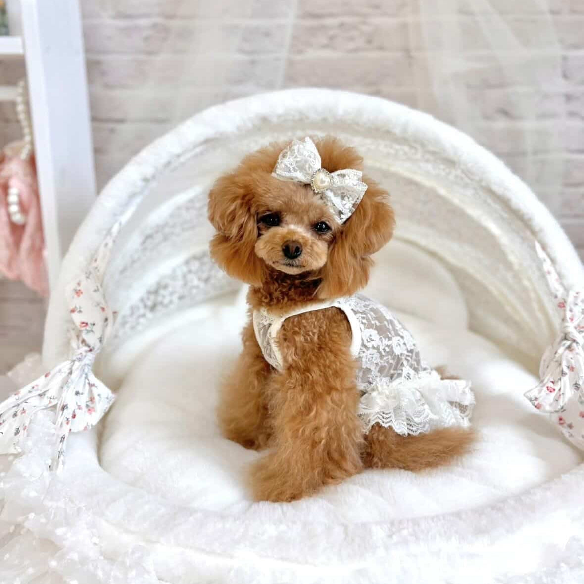 タニウィナ ペット服 – TaniWina Pet Clothes