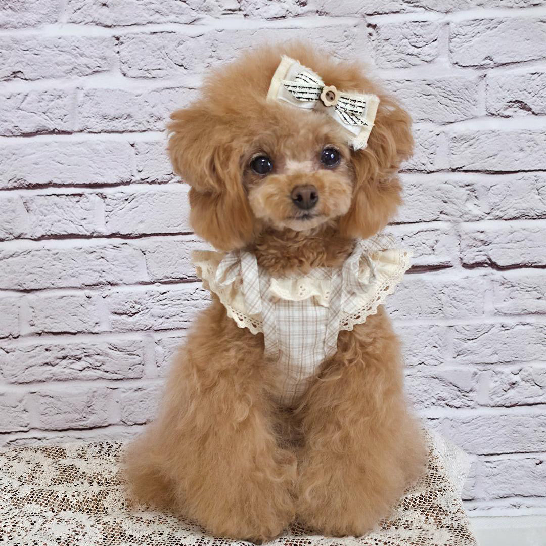 タニウィナ ペット服 – TaniWina Pet Clothes