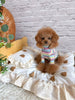TaniWina Cozy Rainbow Stripe Puppy Turtleneck Shirt