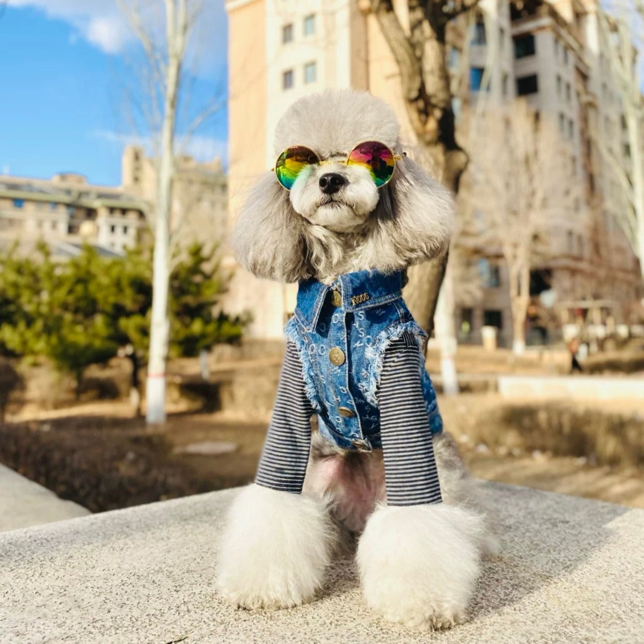 TaniWina Pawshion Petite Denim Vest-Coat: Chic Comfort for Small Paws ...