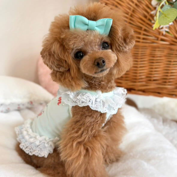 TaniWina Chill Bear Lace Frill Dress
