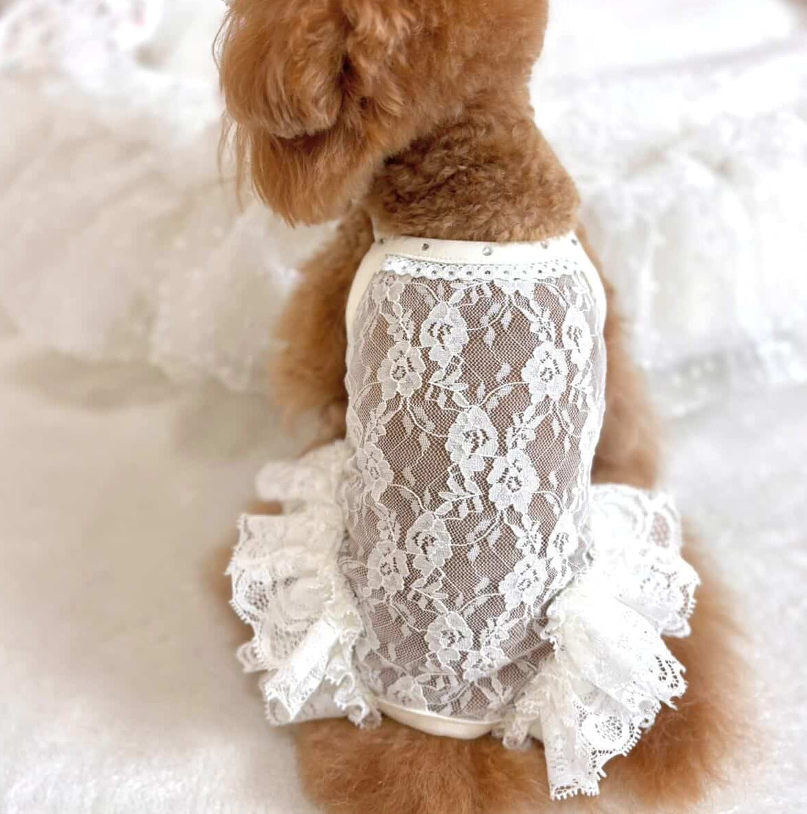 タニウィナ ペット服 – TaniWina Pet Clothes