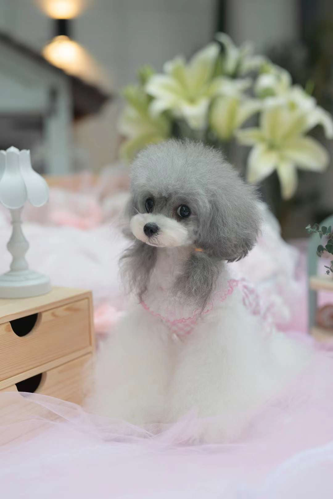 TaniWina Pink Lace Collar Plaid Dress with Rhinestone Embellishments for Small Dog