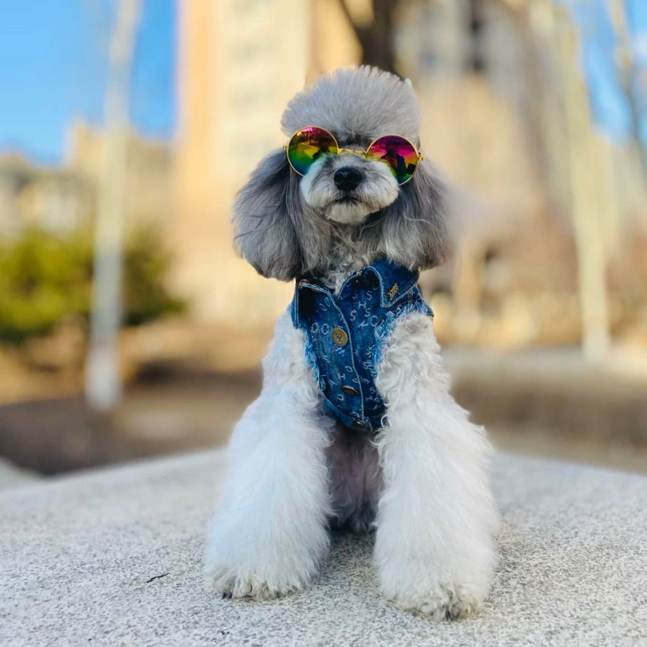 TaniWina Pawshion Petite Denim Vest-Coat: Chic Comfort for Small Paws ...
