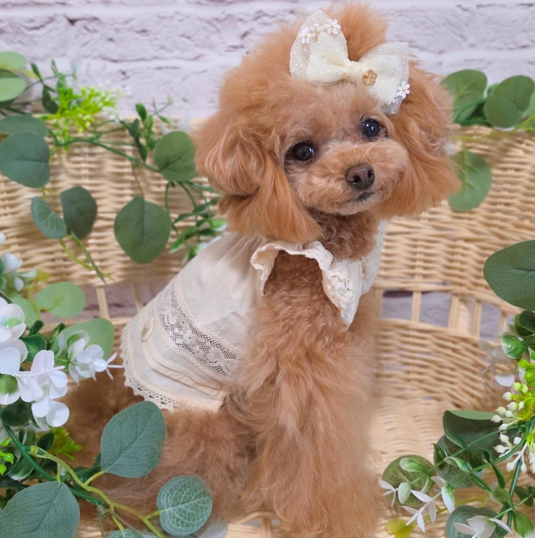 TaniWina 犬用ダウンジャケット ピンク・ラベンダー 2色セット　XXS タニウィナ ペット服 – TaniWina Pet Clothes