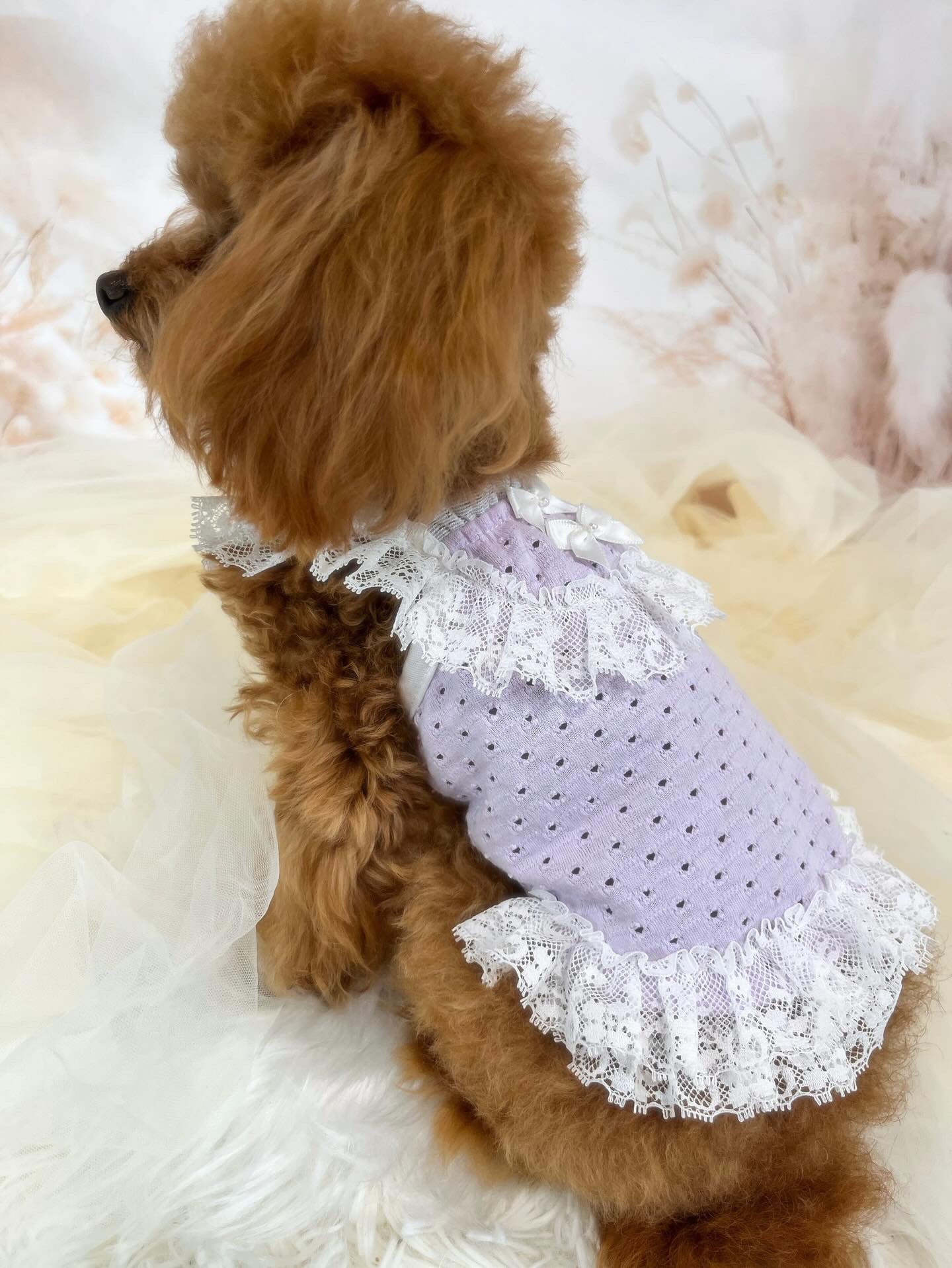 TaniWina  Macarons Color lace pet clothes Maltese Yorkshire Bear Poodle Shihzu