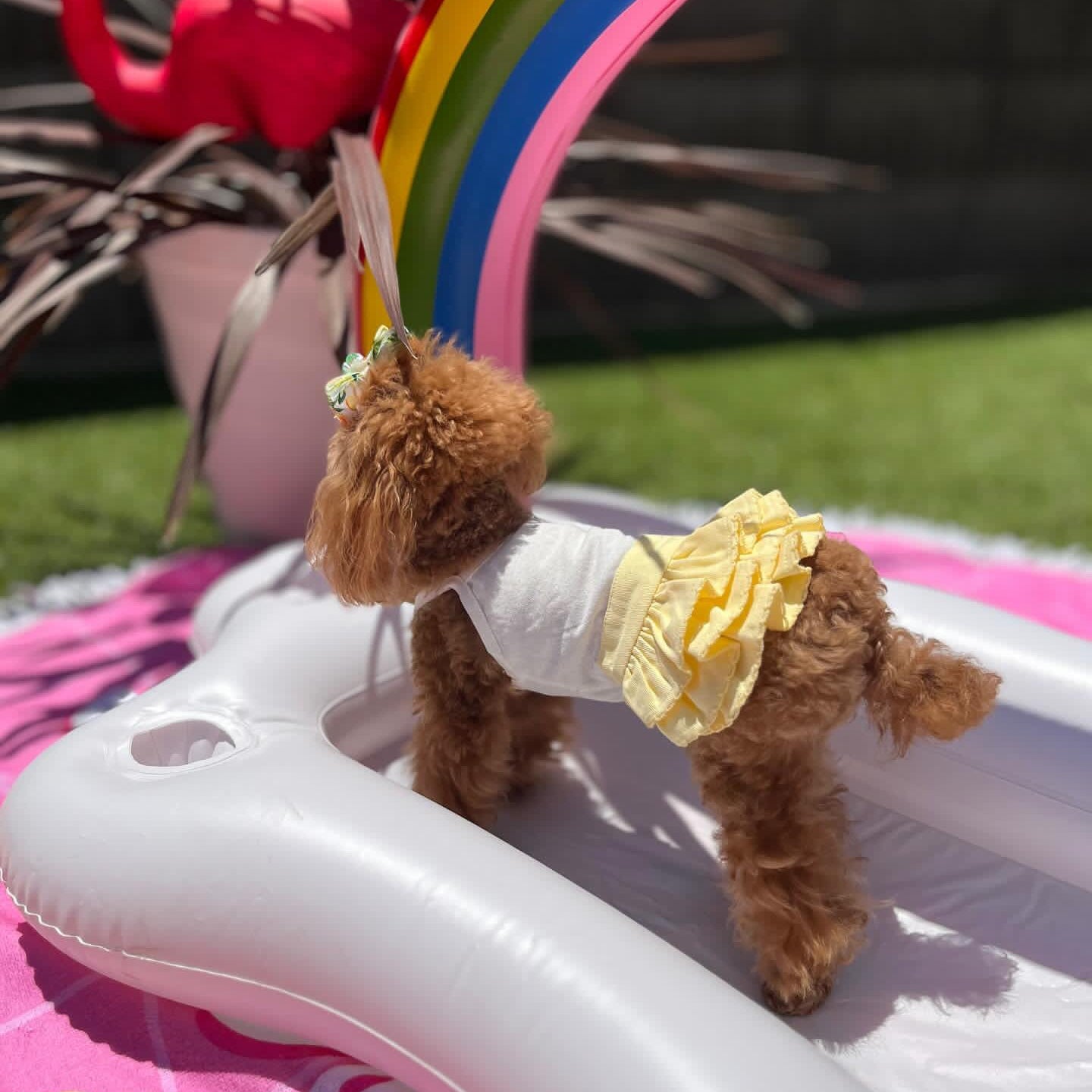 Dog Dress Rainbow Heart Pride Month Dogs Sundress Tulle With Ruffle Sleeves Cat Dress Dog