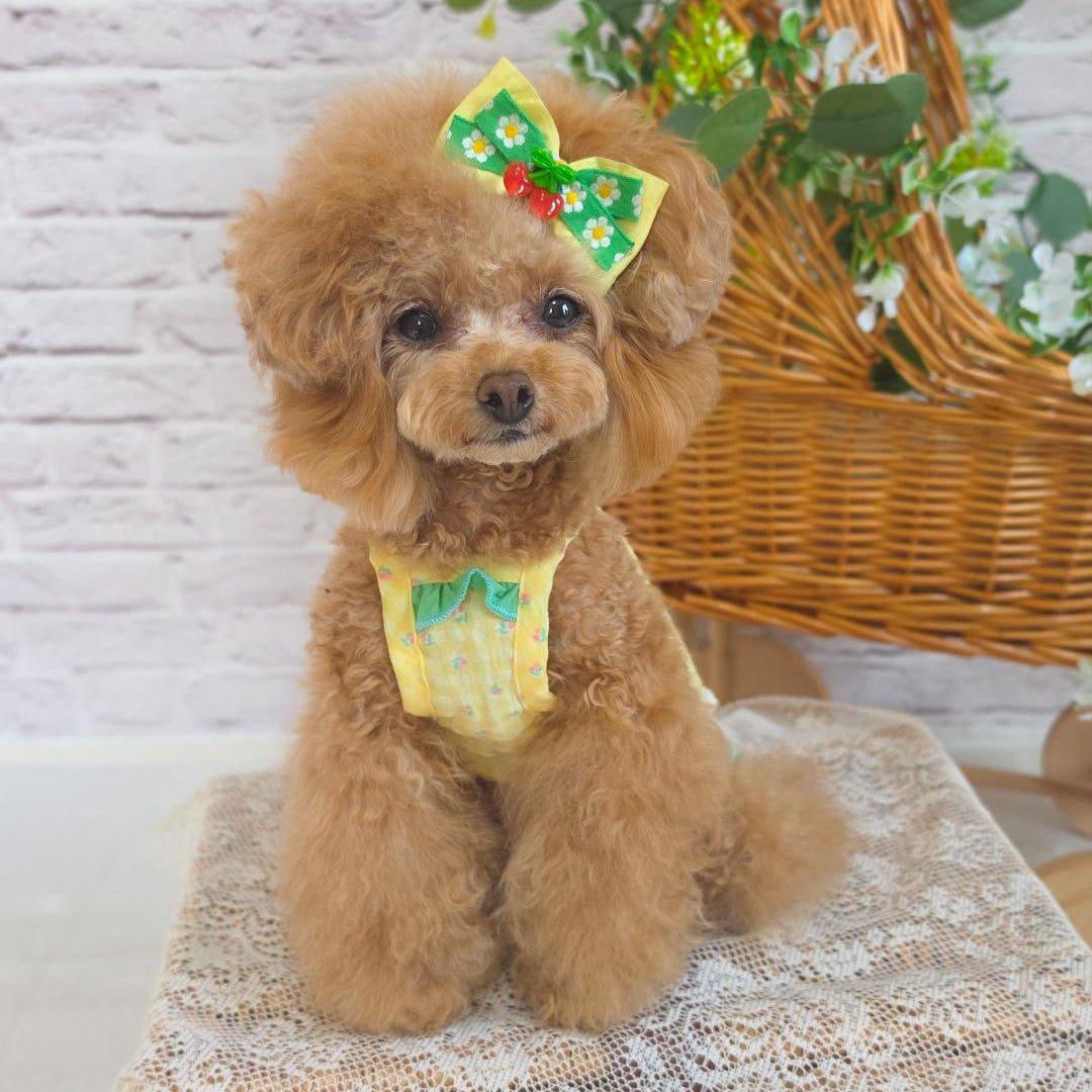 タニウィナ ペット服 – TaniWina Pet Clothes