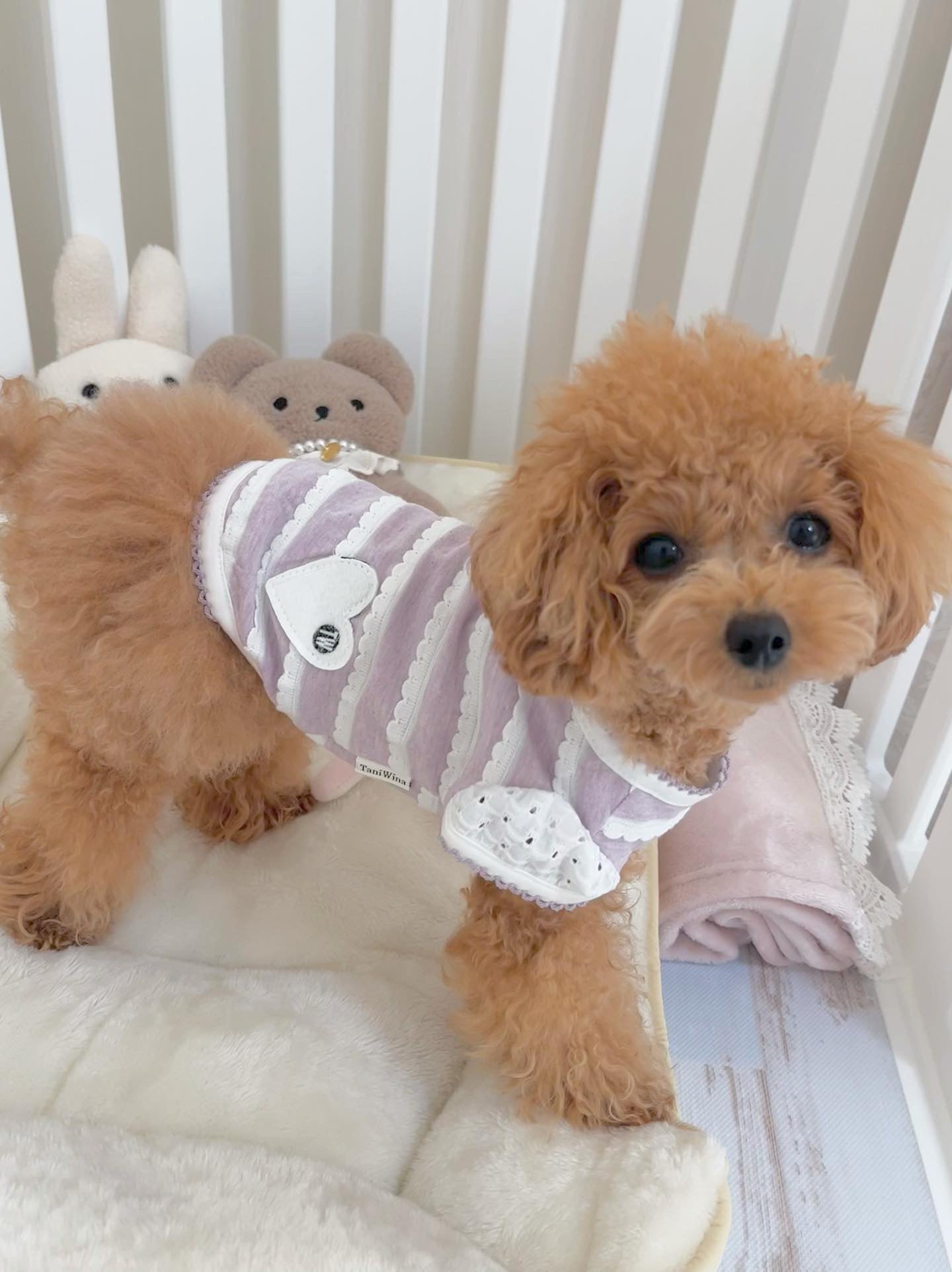 TaniWina Pawfect Patchwork: Stylish Shirt for Small Dogs