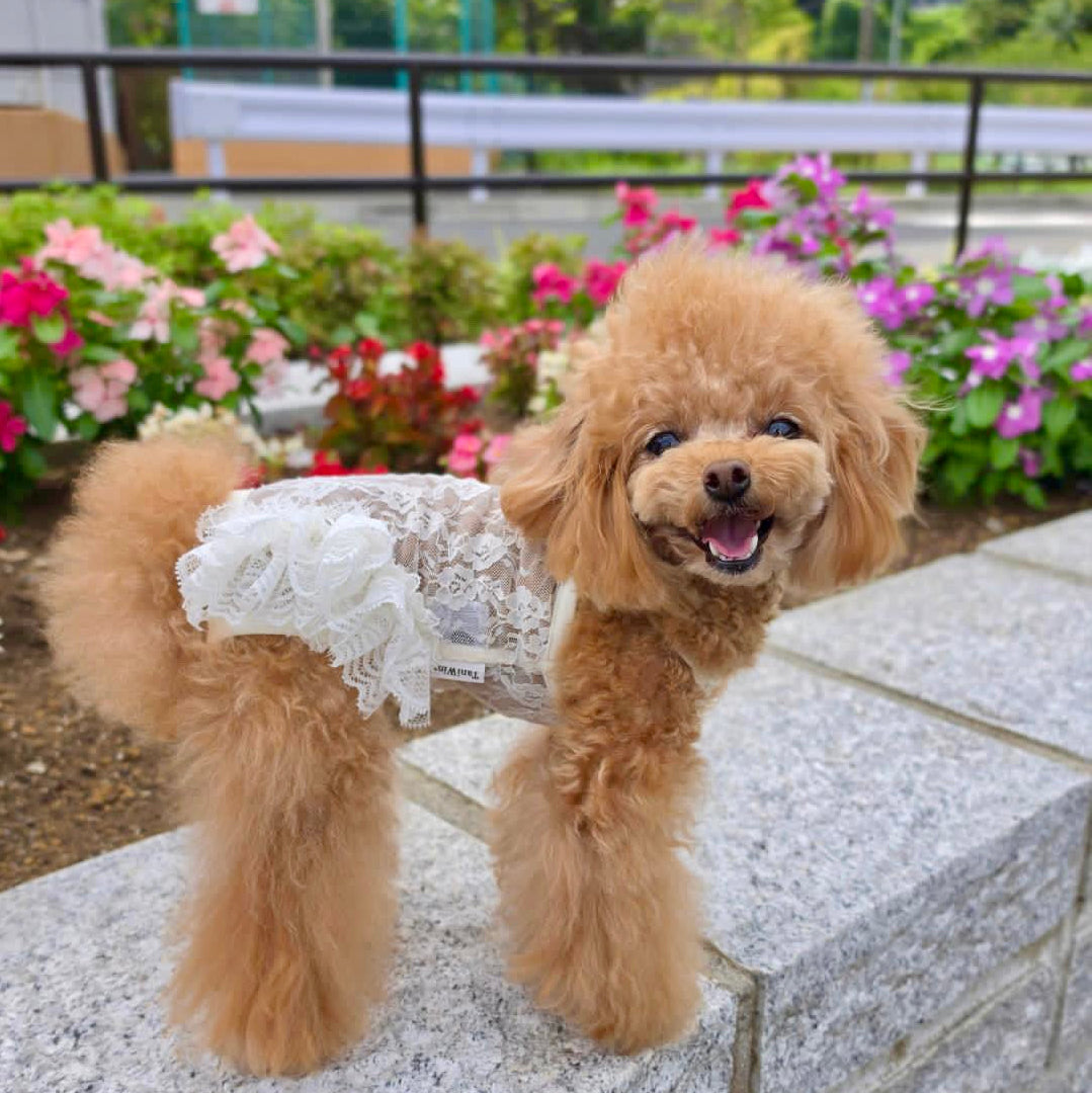 タニウィナ ペット服 – TaniWina Pet Clothes