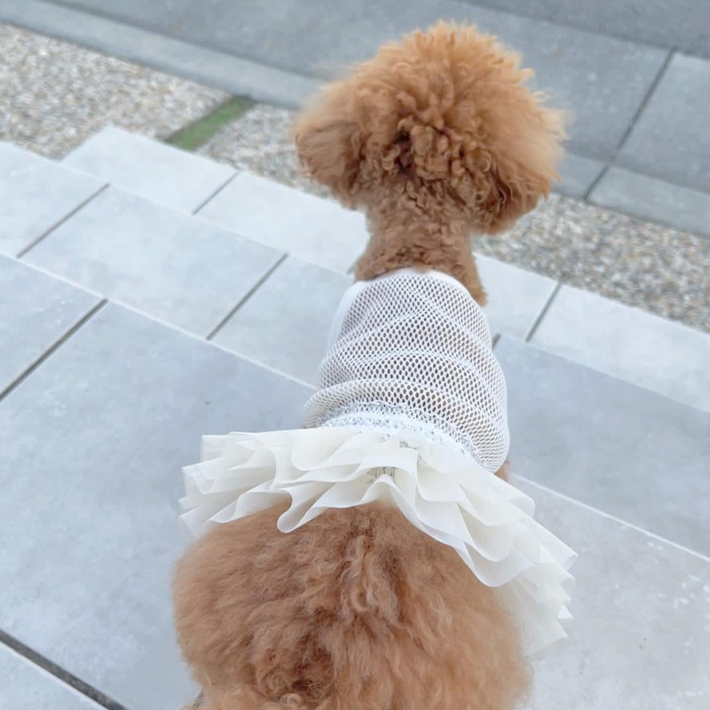 TaniWina Pet Ballet Tutu Skirt: Graceful Elegance for Small Dogs