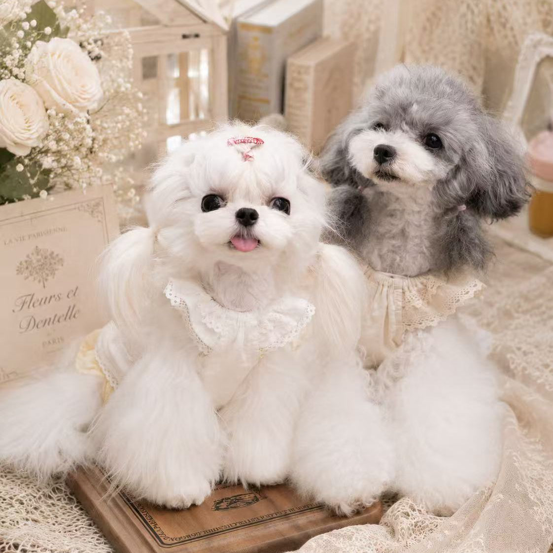 タニウィナ ペット服 – TaniWina Pet Clothes