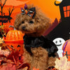 TaniWina Enchanted Pumpkin Velvet Halloween Dress
