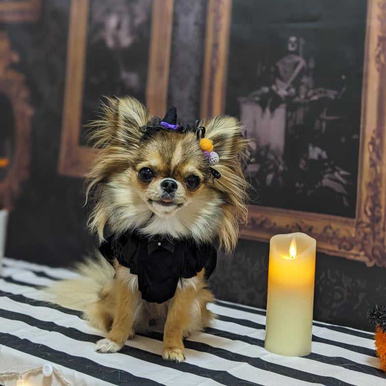 TaniWina Enchanted Pumpkin Velvet Halloween Dress