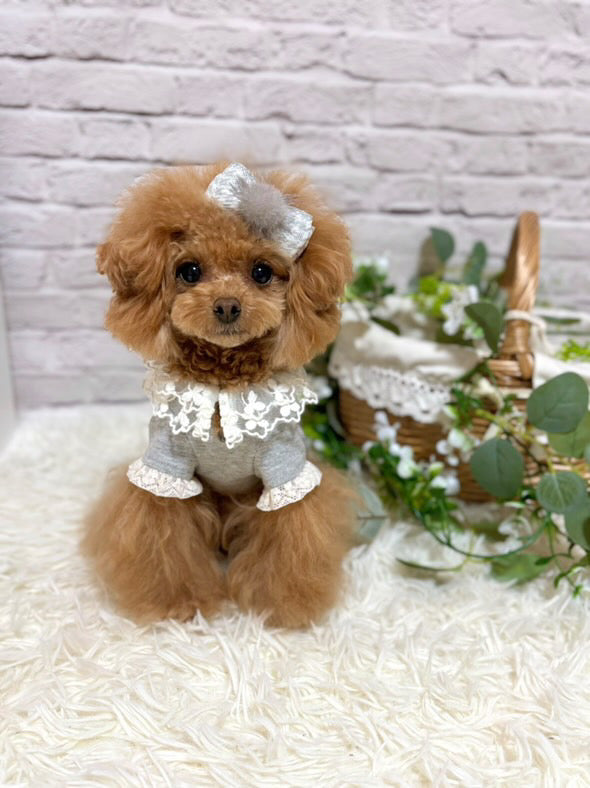 Taniwina ロマンティックレースカラーブラウス