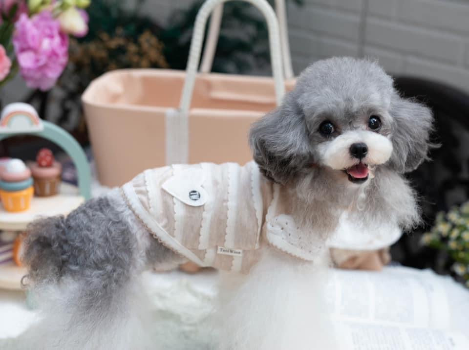 TaniWina Pawfect Patchwork: Stylish Shirt for Small Dogs