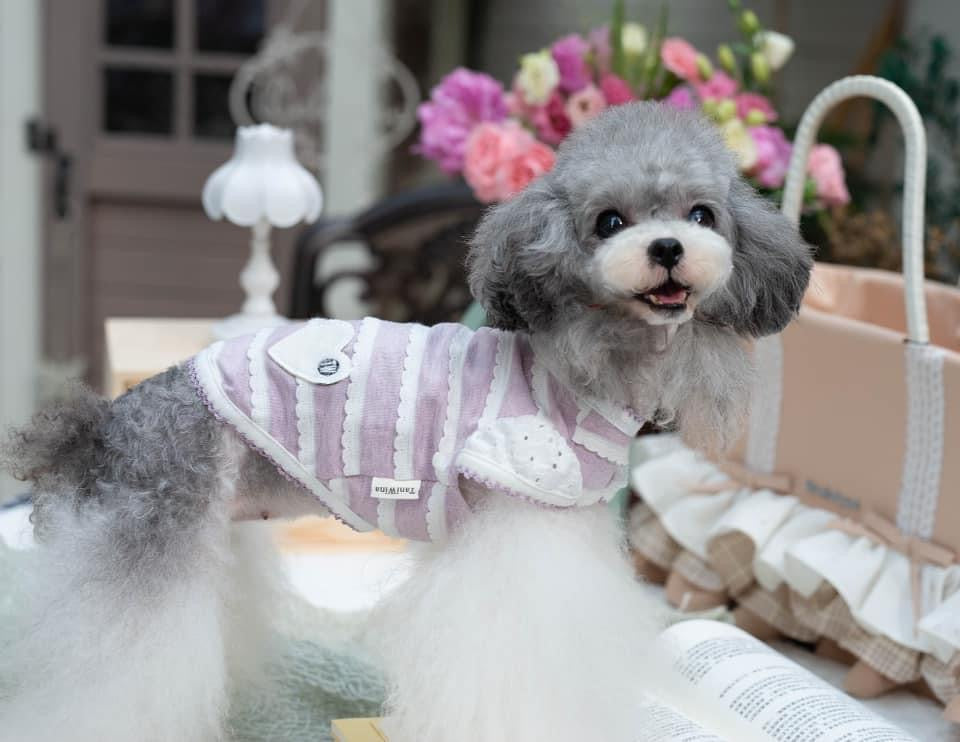 TaniWina Pawfect Patchwork: Stylish Shirt for Small Dogs