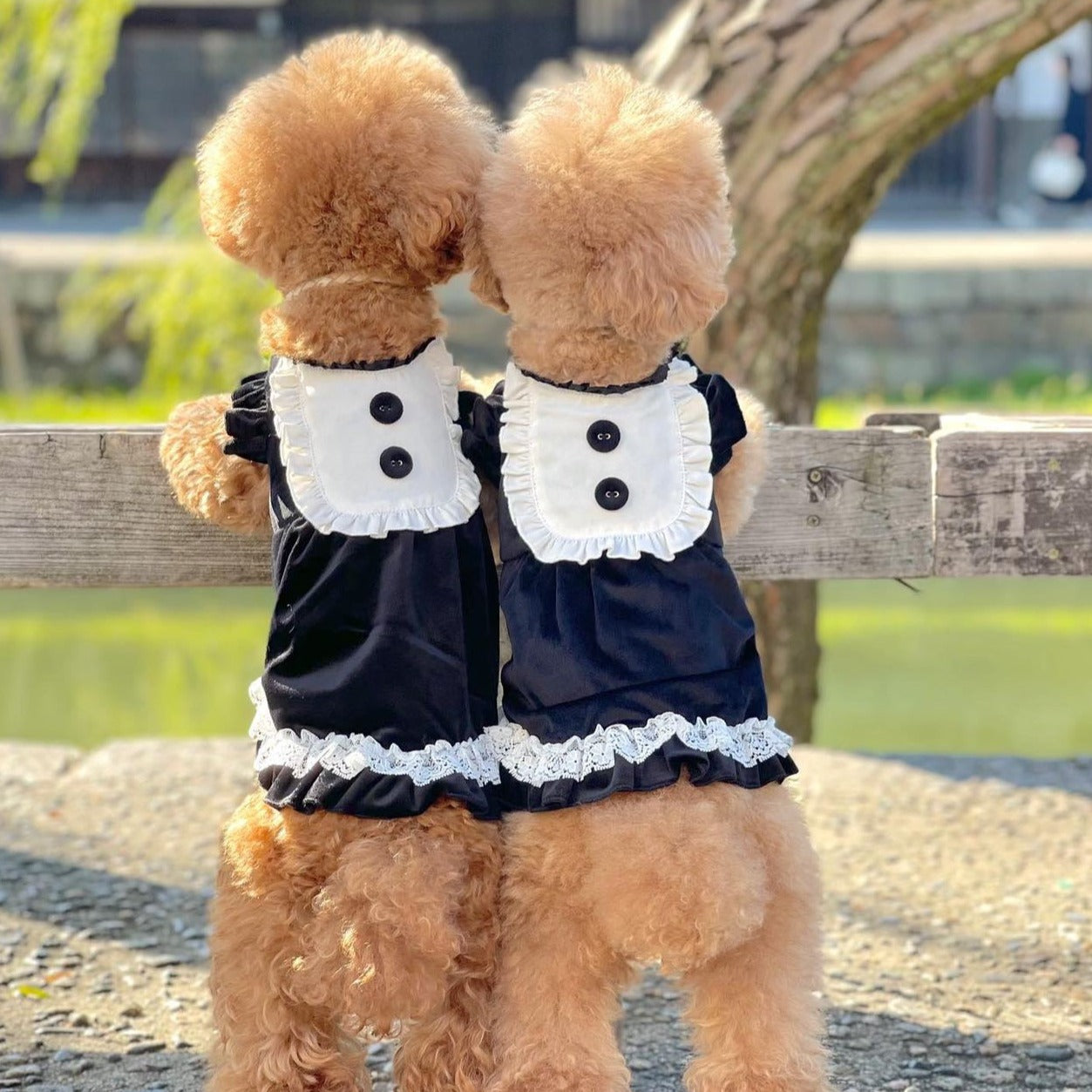 TaniWina Pet Clothes Black Lolita Princess Dress